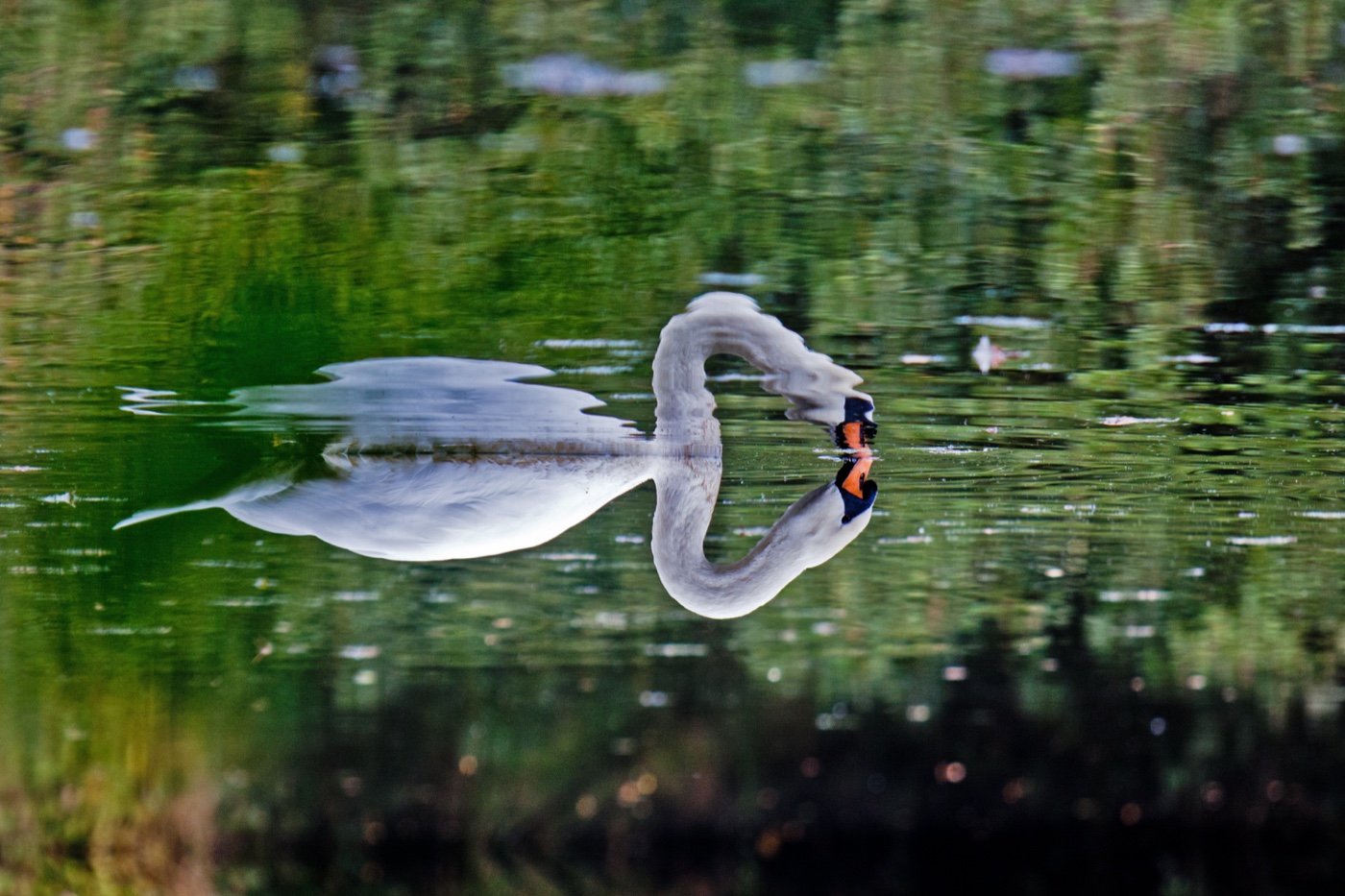 Schwan und seine Spiegelung auf dem Wasser